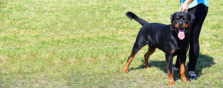 How to Train a Rottweiler to Not be Aggressive